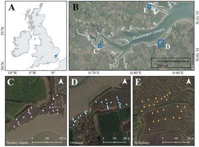 Maximizing blue carbon stocks through saltmarsh restoration